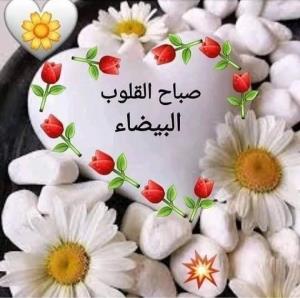 سلام صبحتون بهترین🌼🌼🌼🌼🌼🌼
