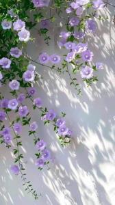 سلام صبحتون بخیر و شادی مهربونای گل✋️😊🍎