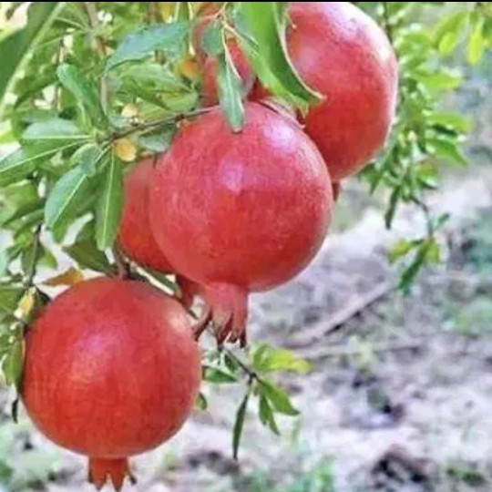 ... 🌹