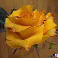 🧡💛💛💛