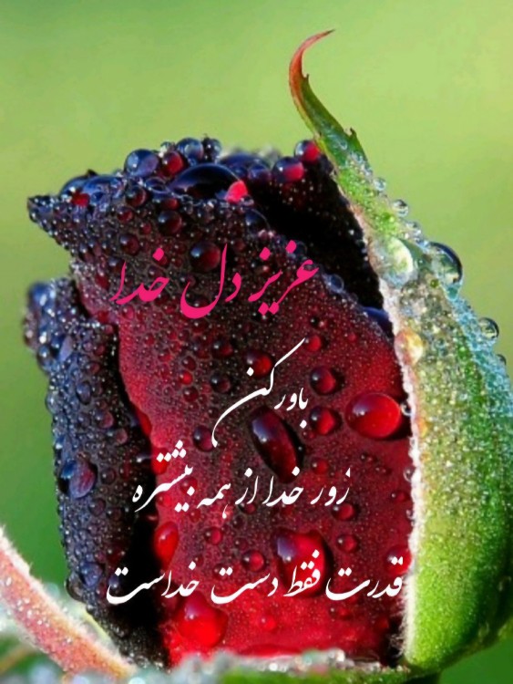 ... 🌹
