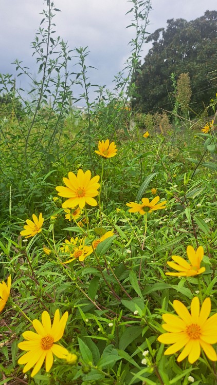 📸🌼
