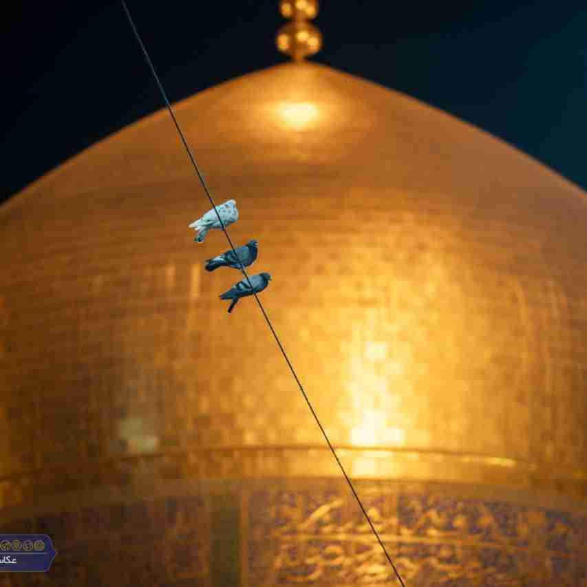 بنازم آن کرمت را که بار نوکر بُرد
مرا از آتش دوزخ، زیارتت در بُرد
مَلَک نه! در حرمت باز هم کبوتر بُرد
مرا اذان سحر، بین صحن حیدر برد

