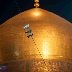 بنازم آن کرمت را که بار نوکر بُرد
مرا از آتش دوزخ، زیارتت در بُرد
مَلَک نه! در حرمت باز هم کبوتر بُرد
مرا اذان سحر، بین صحن حیدر برد

