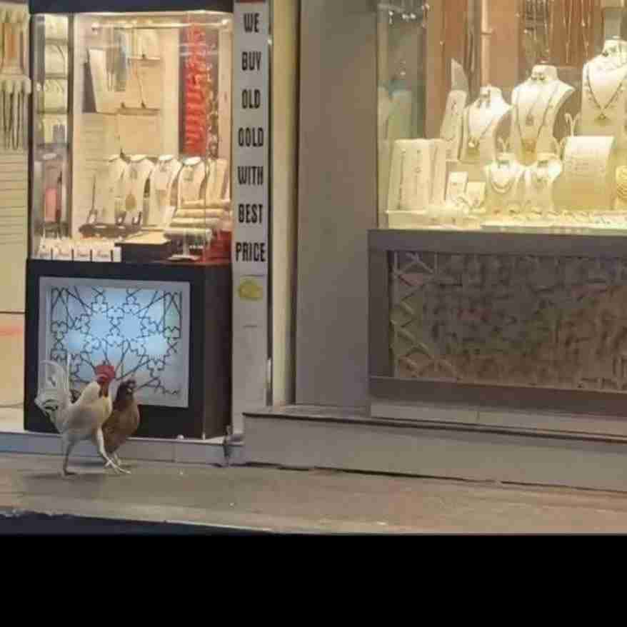🤣🤣خروسه داره میره واسه زنش ((مرغ )) طلا بخره🤣🤣