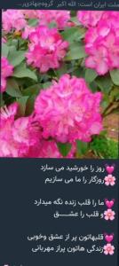 سلام به همگی صبح زیبای شما بخیرر۰۰۰💚⚘️💚