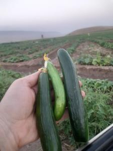 خیار محلی خوشمزه بفرمایین
