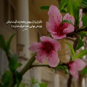 شب همگی بخیر و خوشی 