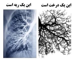ما هوایی را تنفس میکنیم که درختان تولید میکنند و آنها هوایی 