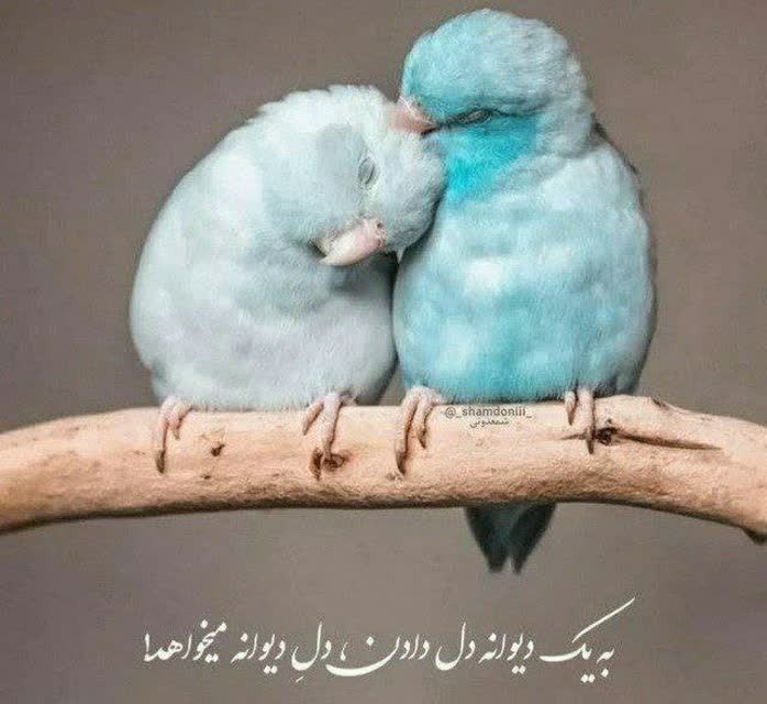 کپشن لطفاً 👇