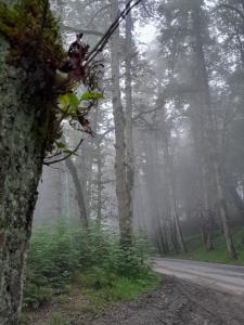دیلمان زیبا🏞