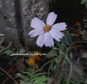 خدایا شکرت 🙏🌹