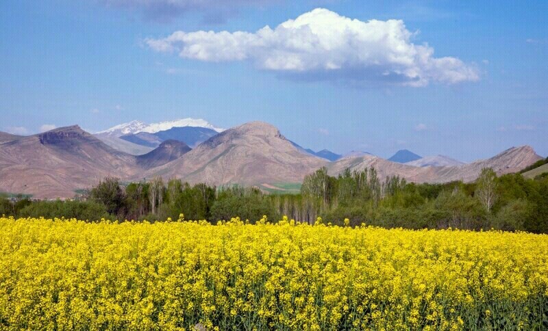 زندگیتون بی غم