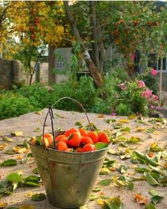 حال دلت که خوب باشد ...
پاییز می شود
قشنگ ترین فصل 🍁🧡