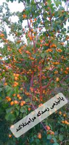 « من خـــودم را با خـــستگی تــمام از میان 
این فــصل عــبور