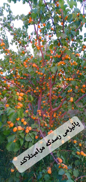 « من خـــودم را با خـــستگی تــمام از میان 
این فــصل عــبور