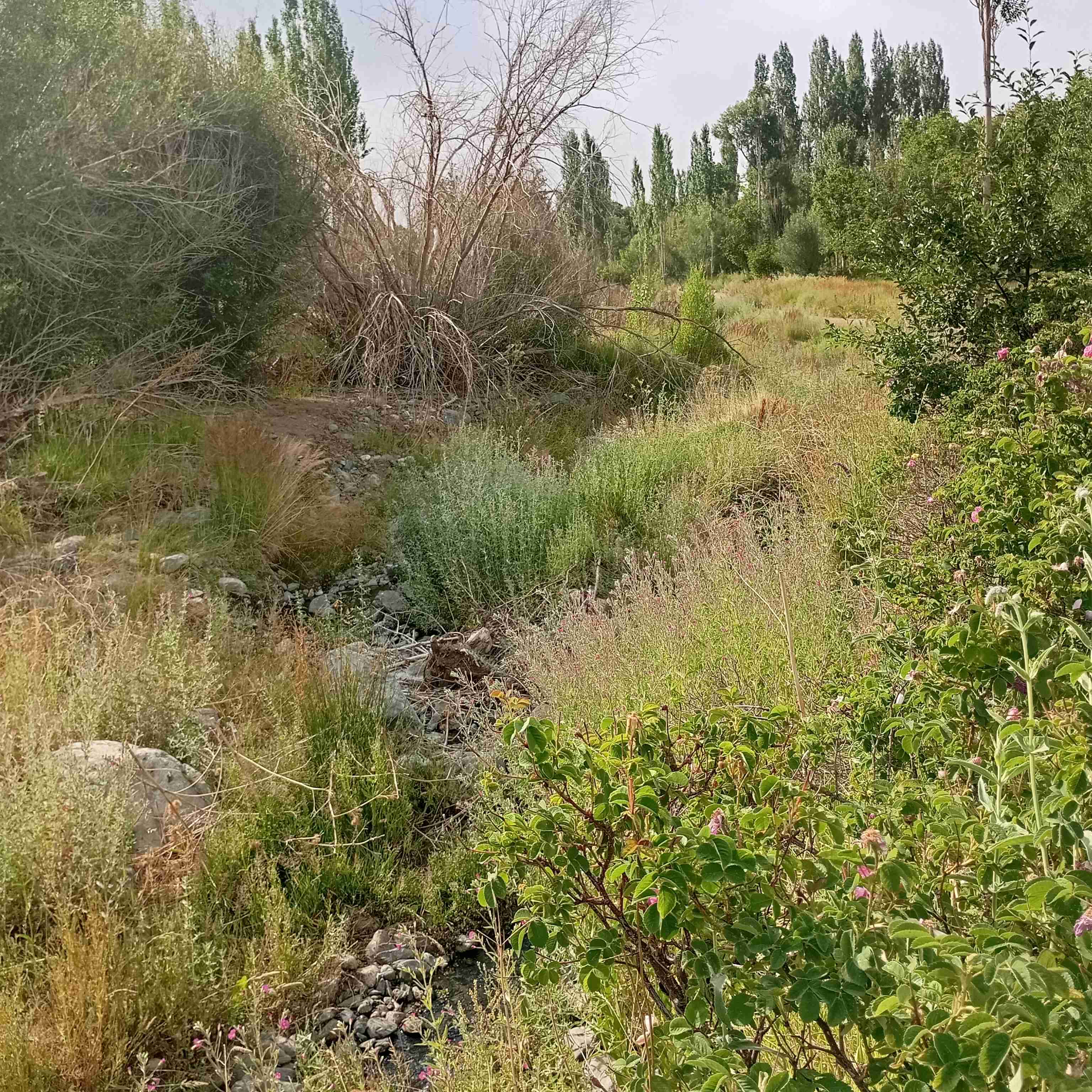 ای جان من ،جانان من ،که میتپد این خسته دل ،،از برای تو ،،رخصت بده تا که کنم ،،دل ناقابل را ،،فرش زیر پای تو ،،بهترزقلب ندارم چیزی دروجود ،،گرقابل بدونی ،،آن هم کنم من به فدای تو ،،ای جان من جانان من ،❤️❤️❤️❤️❤️🌹🌹🌹🌹🌹🌟🌟🌟🌟🌟🙏🏻🙏🏻🙏🏻🙏🏻🙏🏻