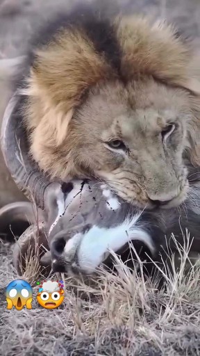 🦌🦁