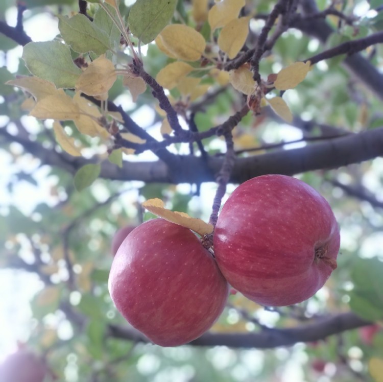 سیب🍁
