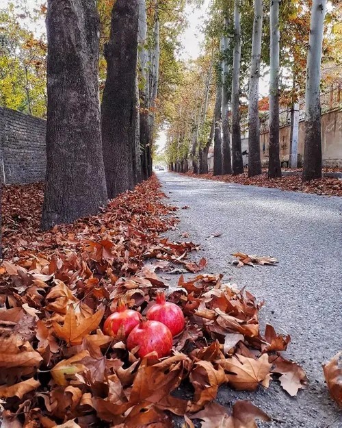 پاییز هزار رنگ 👌🍁🍃🍁🍃🍁🍃