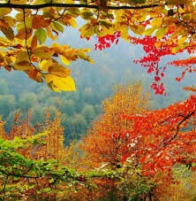 رنگ وجلو زیبای برگ درختان  متفاوت  پاییز 