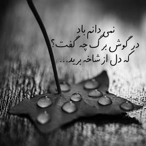 نمی دانم باد در گوشه شاخه چه گفت.. 