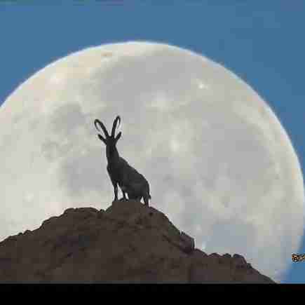 تصویر زیبای بز کوهی در ماه زیبا