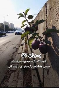 شاید اگه 