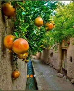 شاد کام باشید... 🕊🍁🤞