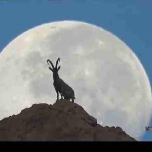 تصویر زیبای بز کوهی در ماه زیبا