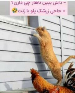 😂😂ناهار چی داریند