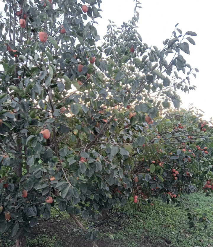 اینم از میوه باغمون  خداروشکر امسال خوب محصول داده