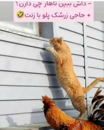 😂😂ناهار چی داریند