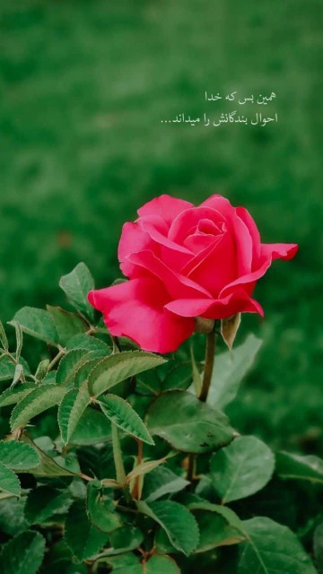نسان، یک زندگی، بیشتر ندارد!
