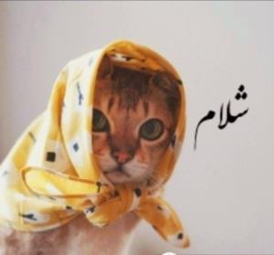 شلام‌شبتون‌بخیر🙋‍♂️🙋‍♀️✨️