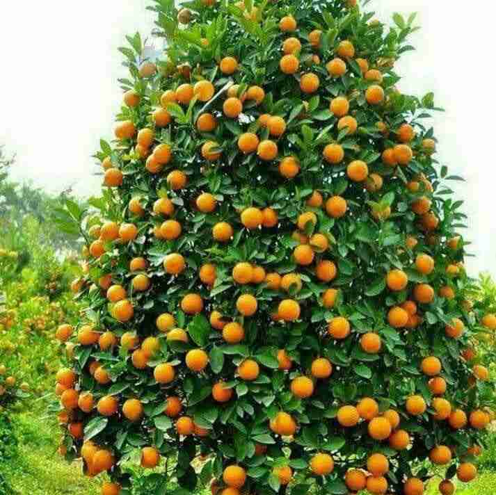 ارسالی