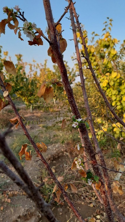 شکوفه اونم پاییز🌸🍂