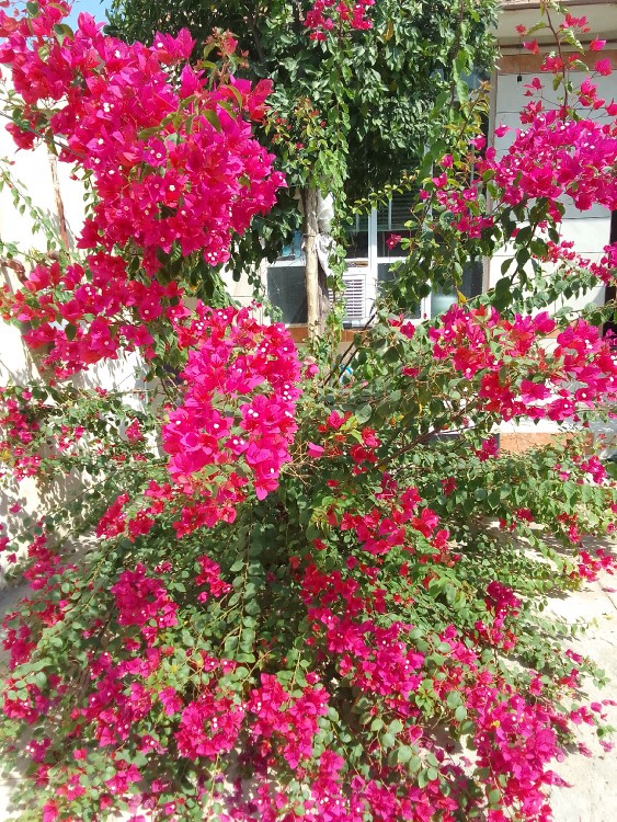 یاشار