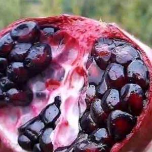 انار ساوه