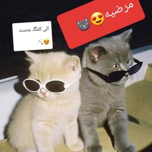 درسته با 'تو' شوخی دارم ولی سر 'تو' با کسی شوخی ندارم!️ 