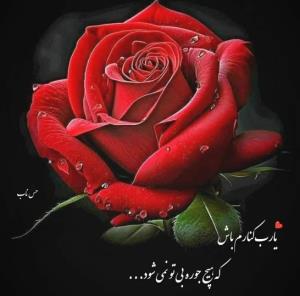 عصر بخیر 