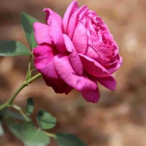 #شادی اگر تقسیم شود
دو برابر میشود! 
غم اگر تقسیم شود نصف میشود! 

دلیل آنکه نمی خندید
آن نیست که پیر شده اید..... 
شما پیر میشوید
چون نمی خندید... 🦋🌹