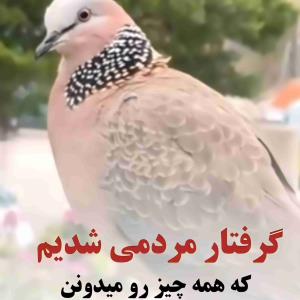 اگر مردم عیب های خود رو ببین دیگر در کار دیگران دخالت نمیکنن 