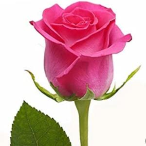 سعید🌟🌟