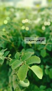 آخر صبر ....سبزه 😊شبتون در پناه خدا