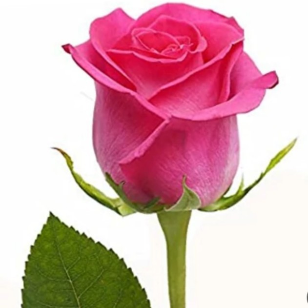 سعید🌟🌟
