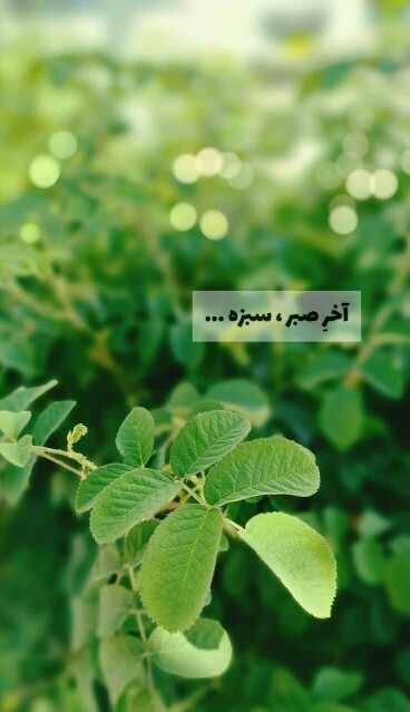 آخر صبر ....سبزه 😊شبتون در پناه خدا