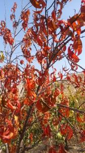 فصل هزار رنگ 🍂🍁