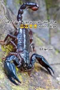 مواظب باشید 😂😂🫵🫵