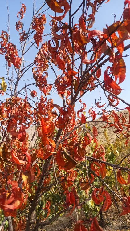 فصل هزار رنگ 🍂🍁